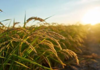 5 Arti Mimpi Tentang Padi, Ternyata Bisa Jadi Pertanda Kekayaan dan Kesuburan? Simak Penjelasannya