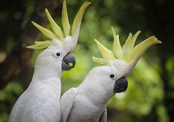 5 Arti Mimpi Melihat Burung Kakaktua di Jendela, Ternyata Jadi Pertanda Sedang Diawasi? Simak Penjelasannya