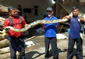 MERINDING! Viral Video Proses Evakuasi Piton Raksasa yang Bersarang di Plafon, Ini Tanda-tanda Ular Bersarang di Rumah!