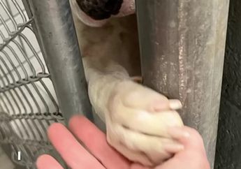 Bikin Gemas, Anjing Ini Menjulurkan Kaki Depannya Melalui Jeruji pada Setiap Orang yang Lewat