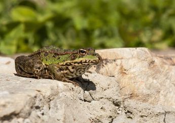 12 Arti Mimpi Katak, Tidak Semuanya Pertanda Buruk, Bisa Jadi Akan Terima Warisan Melimpah