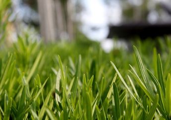 Begini Kondisi Terkini Rumput Stadion GBK Usai BLACKPINK Gelar Konser 2 Hari, Ada yang Rusak hingga Menguning