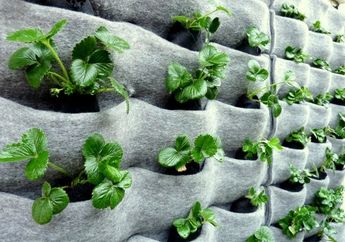 Cara Menghadirkan Vertical Garden dengan Sistem Kantung