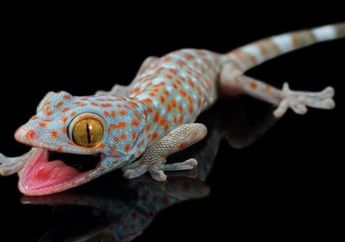 Arti Mimpi Tokek Punya Banyak Makna, Bisa Pertanda Baik dan Buruk untuk Kehidupan, Begini Penjelasannya