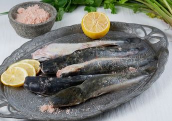 Pantas Di Tukang Sayur Cepat Habis, Ternyata Makan Ikan Lele Bisa Datangkan Khasiat Mujarab Ini untuk Tubuh, Tuanya Gak akan Nyesel Deh!