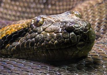 Arti Mimpi tentang Ular Besar Pertanda Baik dan Buruk, Bersiaplah Ada Peluang Baru hingga Perangkap Berbahaya