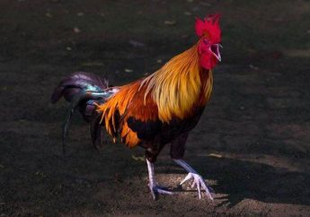 Kunci Jawaban Materi Kelas 3 SD Tema 1, Kenapa Ayam Jago Selalu Berkokok di Pagi Hari?