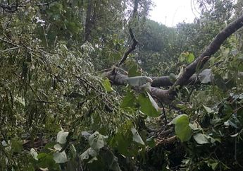 3 Arti Mimpi Melihat Pohon Tumbang, Hati-hati Bisa Jadi Pertanda Peringatan Ini dalam Hidup!