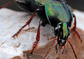 12 Arti Mimpi Kumbang Menurut Primbon Jawa, Tak Melulu Berbau Hal Negatif, Bisa Jadi Alamat Bisnis Kian Moncer