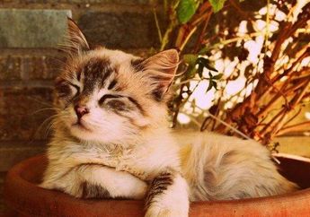 Arti Mimpi Bermain dengan Anak Kucing Ternyata Pertanda Rezeki Datang hingga Aib Terbongkar, Waspadalah!