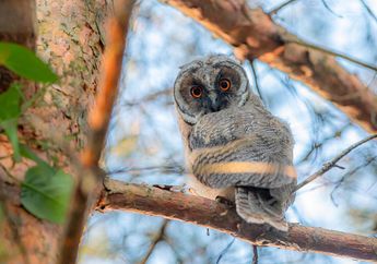 5 Arti Mimpi Dipelototin Burung Hantu,Ternyata Jadi Pertanda Sedang Mencari Perlindungan dan Bantuan Ini, Simak Penjelasannya