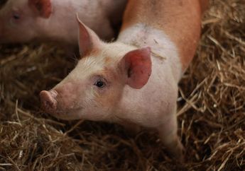 5 Arti Mimpi Babi yang Jarang Diketahui, Salah Satunya Pertanda Akan Panen Harta dan Untung yang Melimpah