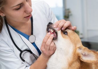 5 Shio Paling Cocok Jadi Dokter Hewan, Pintar dan Penyayang Binatang