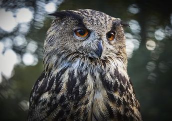 9 Arti Mimpi Burung Hantu, Tidak Semuanya Pertanda Baik, Bisa Jadi Hal Buruk Terjadi pada Keuangan Anda