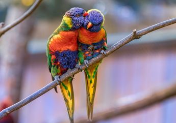 Kunci Jawaban Materi Biologi Kelas 9 SMP, Kenapa Sebagian Hewan Pilih Cari Jodoh Lewat Panggilan Kawin?