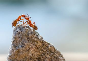 Kunci Jawaban Materi Kelas 4 SD Tema 3, Inilah Fakta Tragis yang Dihadapi Koloni Jika Ratu Semut Meninggal