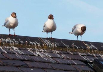 5 Arti Mimpi Kejatuhan Kotoran Burung, Ternyata Tak Cuma Jadi Tanda Keberuntungan, tapi juga Rasa Bersalah, Simak Penjelasannya