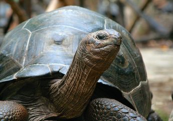 15 Arti Mimpi Kura-kura Menurut Primbon Jawa, Lagi Bokek? Bersyukurlah karena Pertanda Ada Guyuran Rezeki Dadakan