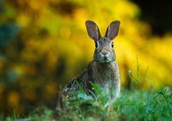 15 Arti Mimpi Kelinci, Berbahagialah! Bisa Jadi Pertanda Akan Dikaruniai Momongan