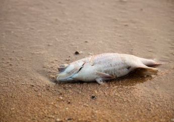 Arti Mimpi Ikan Peliharaan Mati Secara Tiba-tiba Tak Boleh Disepelekan, Beri Isyarat agar Segera Lari dari Kondisi Ini!