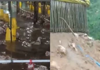 Viral Video Tangis Wanita Diduga Pemilik Peternakan Ayam di Cianjur, Ribuan Unggas Hanyut Tergulung Banjir