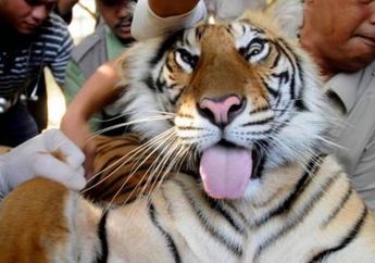 15 Arti Mimpi Harimau Menurut Primbon Jawa, Waspadalah Ada Musuh yang Siap Menusuk dari Belakang