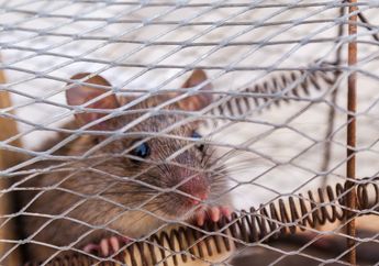 Nyesel Baru Tahu, Cara Mengusir Tikus dari Rumah Ternyata Bisa Cuma Pakai Daun Pandan