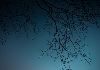 Arti Mimpi Ranting Kering Jadi Simbol Pertanda Buruk, Berikut Penjelasannya!