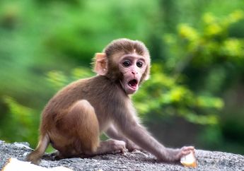 Arti Mimpi Digigit Monyet Isyaratkan Pesan Khusus, Pertanda Buruk atau Baik? Begini Penjelasannya 