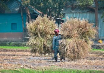 Arti Mimpi Panen Padi Ternyata Pertanda Datangnya Keberuntungan? Simak Penjelasan Lengkapnya