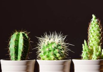 12 Arti Mimpi Kaktus Menurut Primbon Jawa, Pertanda Baik! Ada Kabar Gembira dalam Waktu Dekat