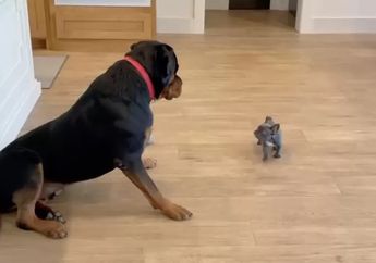 Bikin Gemas, Anjing Besar Ini Justru Ketakutan saat Bertemu dengan Anjing Mungil