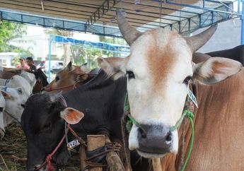 Bolehkah Anak Kecil Nonton Penyembelihan Hewan Kurban? Psikolog Ungkap Dampaknya