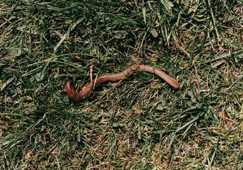 11 Arti Mimpi Cacing Menurut Primbon Jawa, Berhati-hatilah, Bisa Jadi Isyarat Ada Teman yang Berkhianat