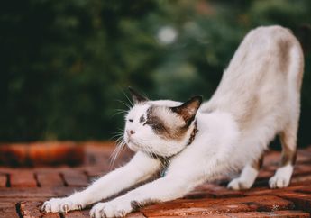 Arti Mimpi Menabrak Kucing, Waspadalah Ternyata Jadi Pertanda Buruk hingga Simbol Kesialan!