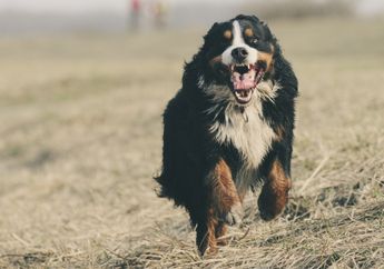 Arti Mimpi Dikejar Anjing, Waspada Alarm Peringatan Bahaya di Kehidupan Nyata!