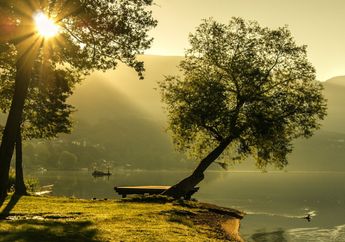Arti Mimpi Menebang Pohon, Simbol Kehancuran dan Kerugian, Bisa Jadi Anda Akan Mengalami Masa Sulit