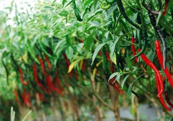 5 Arti Mimpi Cabai, Tenang! Bukan Pertanda Buruk, Bisa Jadi Kesulitan Hidup Anda Akan Segera Teratasi