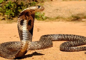 16 Arti Mimpi Diserang Ular Kobra Menurut Islam, Tanda Anda Akan Terjebak Masalah