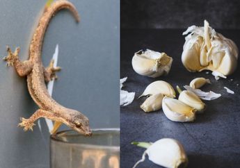 Cara Ampuh Usir Cicak dengan Bawang Putih, Takut Buat Balik Lagi