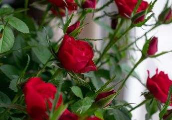 12 Arti Mimpi Bunga Mawar Menurut Primbon Jawa, Pertanda Kamu Punya Secret Admirer