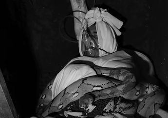 RELA Dikubur Hidup-hidup hingga Pingsan Terlilit Ular, YouTuber Ini Rupanya Punya Maksut Mulia di Balik Aksi Nyelenehnya