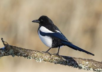 15 Arti Mimpi Dapat Burung Menurut Primbon Jawa, Waspadalah Pertanda Hal Buruk Akan Menimpa Keluarga Anda