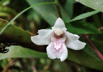 Taman Anggrek Kebun Raya Bali, Tempat Wisata Edukasi Yang Wajib Dikunjungi!