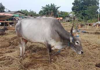 9 Arti Mimpi Menjual Sapi, Sinyal Bahaya Buat Finansial, Hati-hatilah Anda Terancam Jatuh Melarat