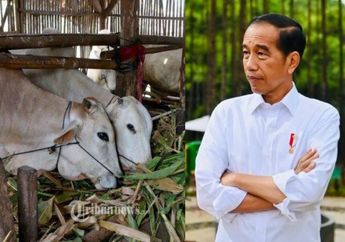 SAPINYA Batal Dibeli Presiden Jokowi, Peternak Ini Kecewa hingga Emosi, Padahal Sempat Lolos Tes Kesehatan, Begini Pengakuannya!