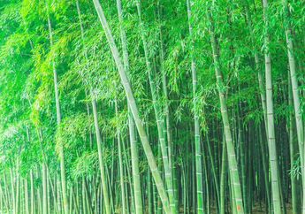 12 Arti Mimpi Pohon Bambu Menurut Primbon Jawa, Sarat Pertanda Baik! Simak Detailnya