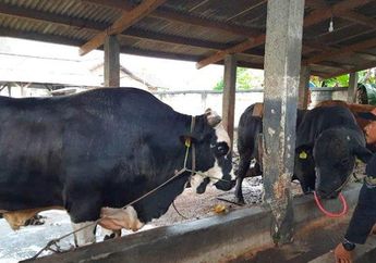 PENAMPAKAN Sapi Kurban Presiden Jokowi, Bobotnya Nyaris 1 Ton dan Akan Disembelih di Lampung Saat Idul Adha 2023