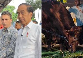 BESARNYA Sapi Kurban Jokowi di Solo, Bobotnya Segini, Sehari Mandi 3 Kali