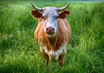 6 Arti Mimpi Melihat Sapi Tak Perlu Khawatir, Pertanda Baik Soal Kesehatan dan Kekuatan!